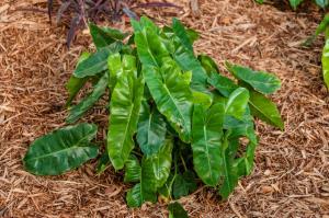 BURLE MARX